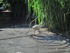 101PARC AUX OISEAUX DANS L AIN 2016 2_000040